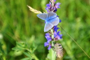 Fotograf roku v přírodě 2009 - Motýl