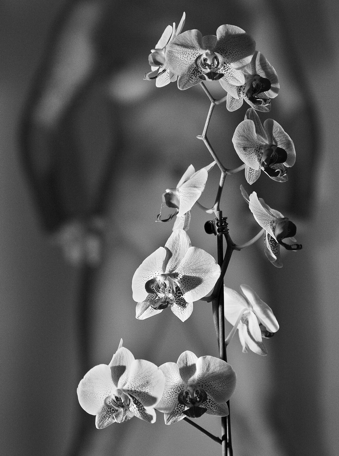 Smyslná orchidej