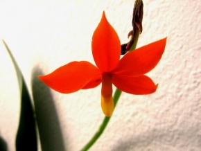 Kateřina Filipová - Květina s těžkou hlavou