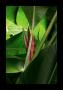 Daintree Flame