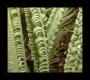 Austrakian Ferns