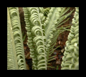 Půvaby květin - Austrakian Ferns