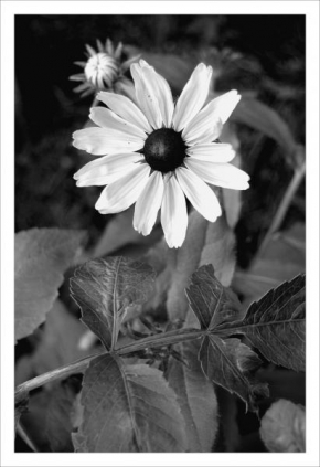 Půvaby květin - Bílý květ