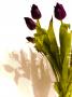 Tulipany