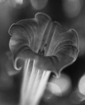 Půvaby květin - Fotograf roku - kreativita - Flower