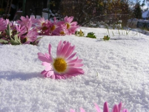 Půvaby květin - Zima