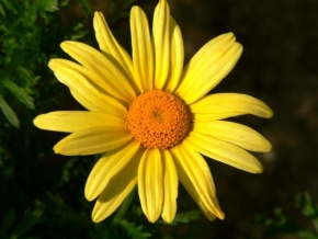 Půvaby květin - Sluníčko