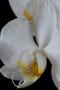 Orchidej