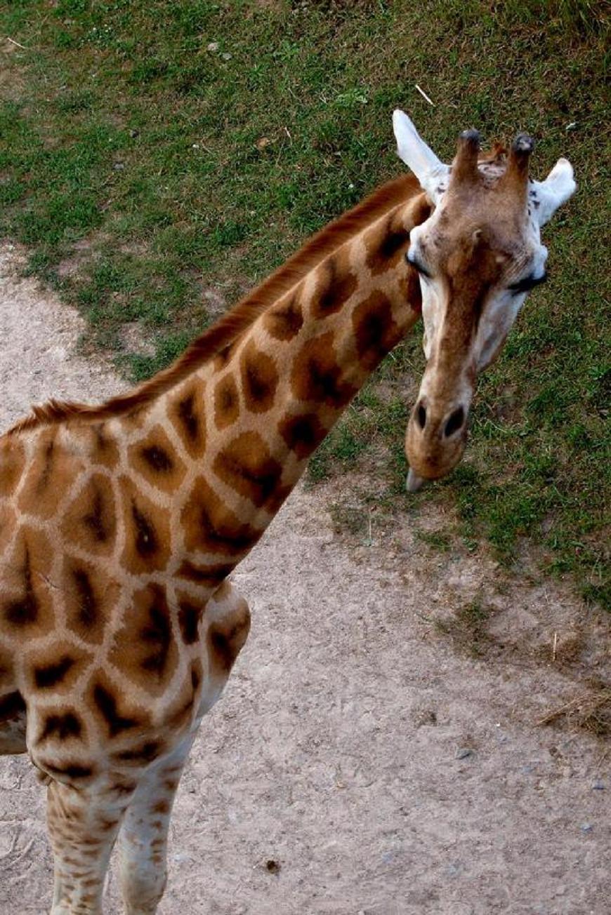 I žirafy vyplazují jazyk ...