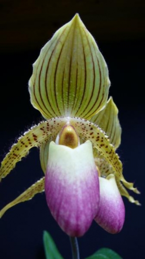 Půvaby květin - Royanská Orchidea