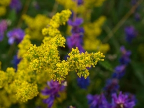 Půvaby květin - Modrá-žlutá