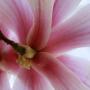 Magnolie