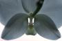 Orchidej