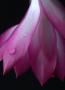 Schlumbergera