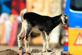 Úlovky z dovolené - Beduinská koza