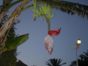 Ludmila Rychlá - Květ banánovníku