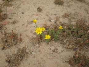 Půvaby květin - Květy pouště