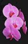 Orchidej