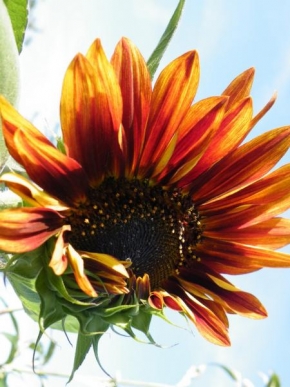 Půvaby květin - Slunečnice - zapadající slunce