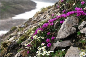 Půvaby květin - Alpská romance