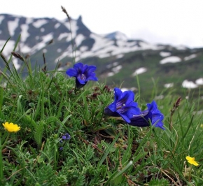 Půvaby květin - Alpská krása