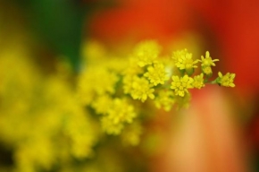 Půvaby květin - Zlaté jiskřičky štěstí