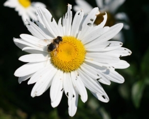 Půvaby květin - Včelka