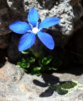 Půvaby květin - Modrá