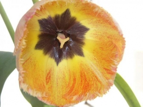 Půvaby květin - Krása tulipánů 4