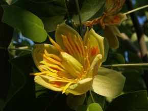 Jitka Porschová - Liliovník tulipánokvětý - Liriodendron tulipifera