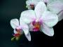 Jiřina Soukupová - Orchidej