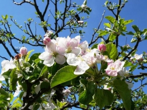 Půvaby květin - Květy jabloně