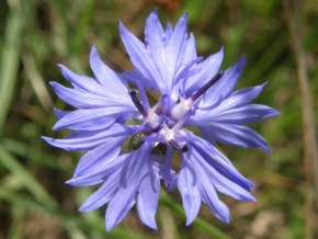 Půvaby květin - Modrá květina