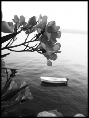 Půvaby květin - Fotograf roku - junior - Černobílé moře