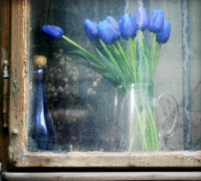 Půvaby květin - Fotograf roku - Modrá krása za sklem...