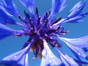 Půvaby květin - Modrá v modré