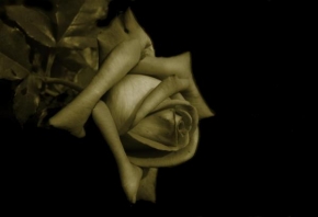 Půvaby květin - Růženka...