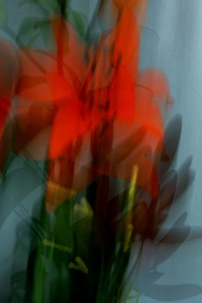 Půvaby květin - Červený květ