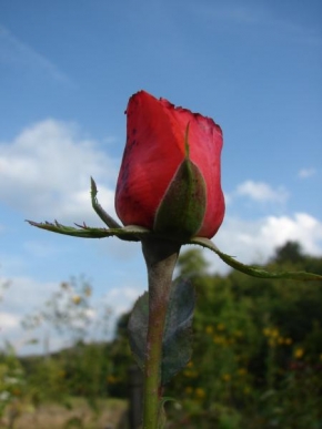 Půvaby květin - Rose