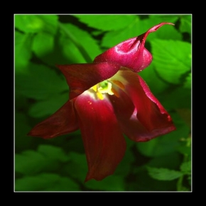 Vít Mařík - Taky tulipán