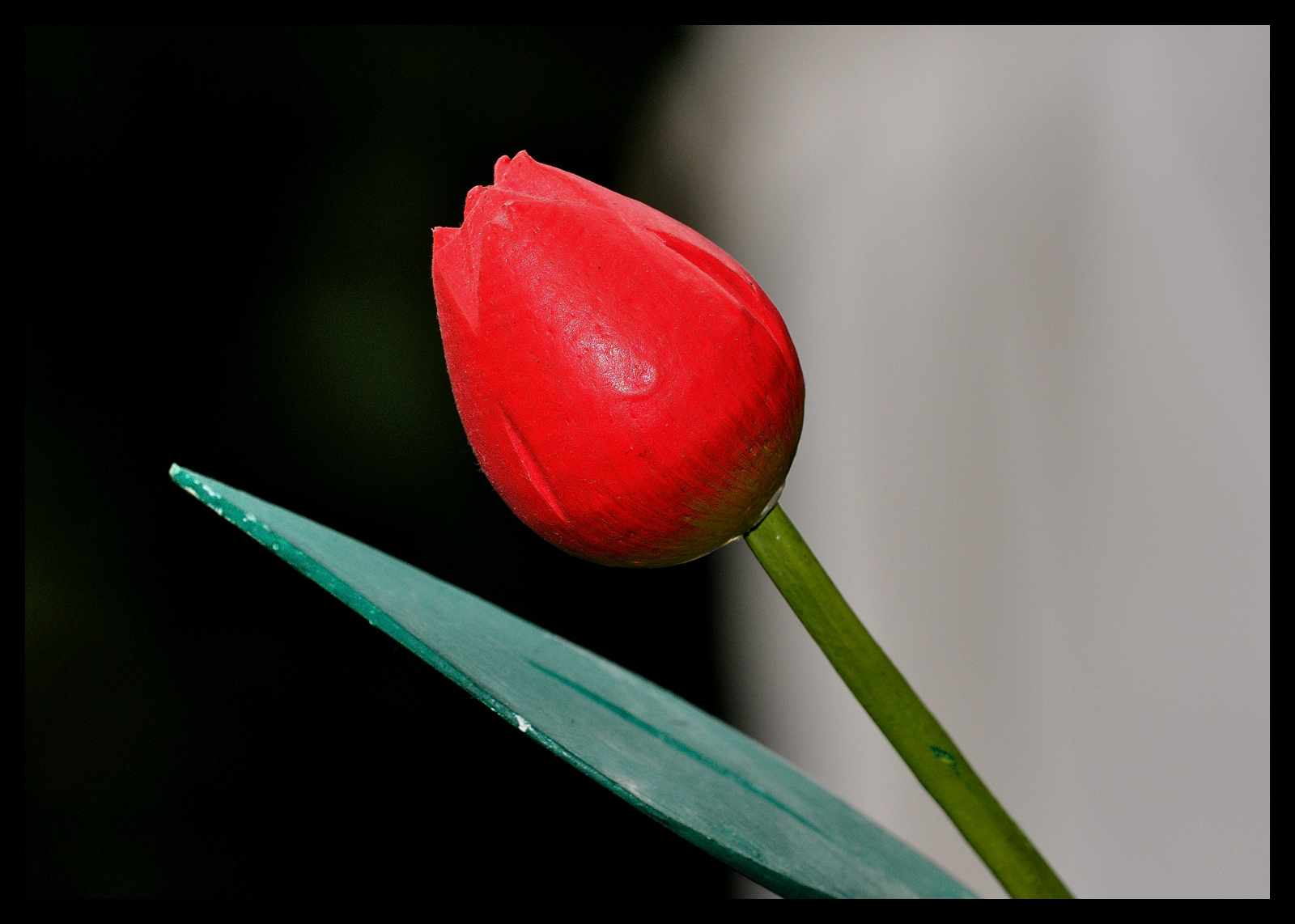 Pinocchiova svatební květina (dřevěný tulipán)
