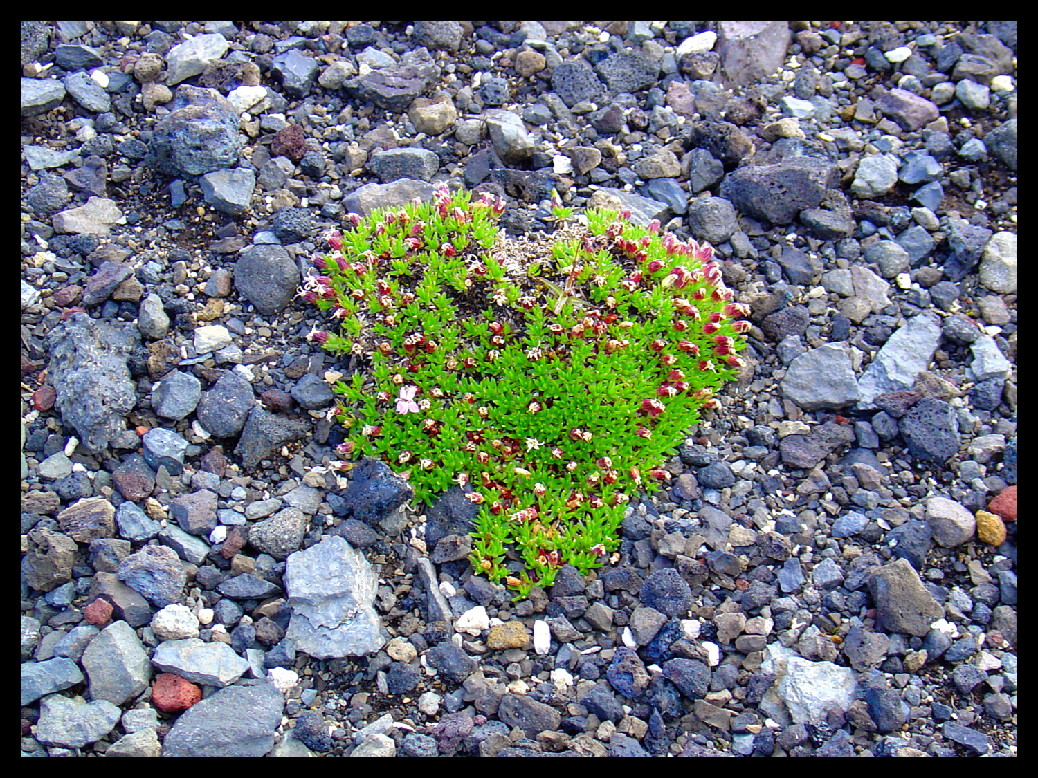 Islandské srdce (květiny na lávovém poli)