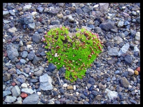 Půvaby květin - Islandské srdce (květiny na lávovém poli)