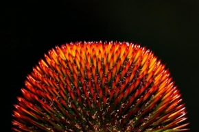Půvaby květin - Fotograf roku - Pichlavá krása