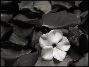 Půvaby květin - Fotograf roku - kreativita - Kvet