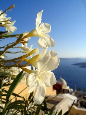Krásy krajiny - Santorini