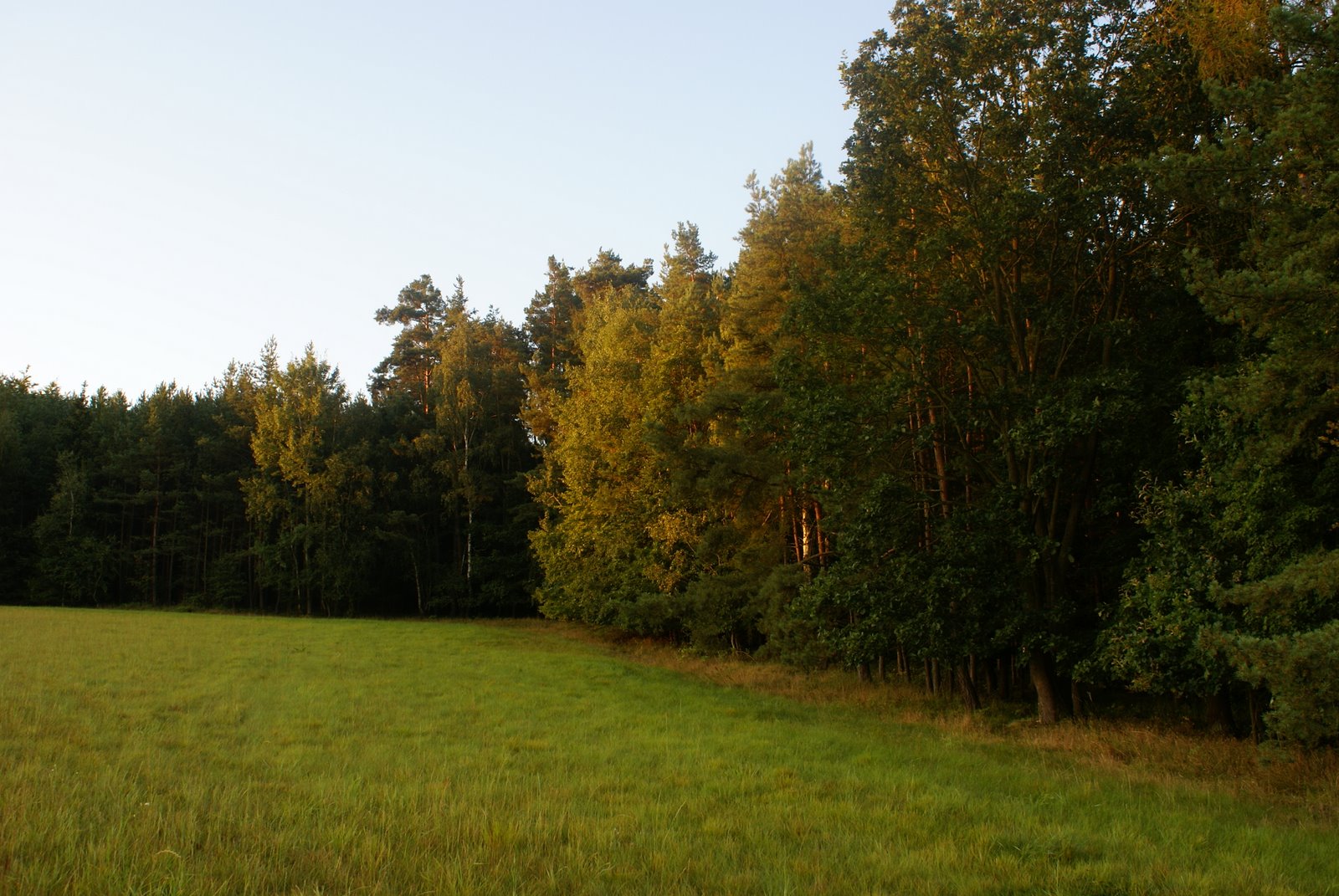 Okraj lesa při východu slunce