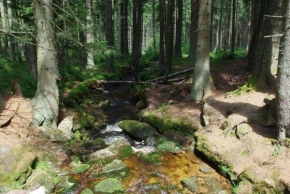 Krásy krajiny - Potok v lese