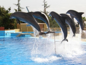 Úlovky z dovolené - Delfíni