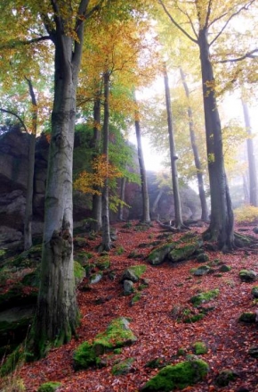 Fotograf roku v přírodě 2009 - Podzimní les
